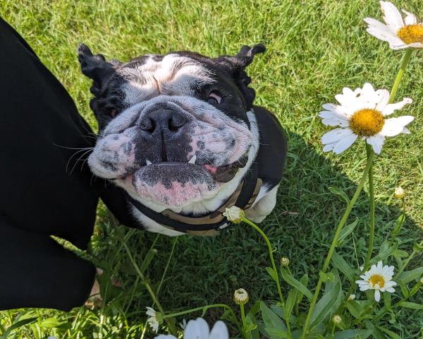 /Images/uploads/Long Island Bulldog Rescue/LIBR-2024-Calendar/entries/31373thumb.jpg